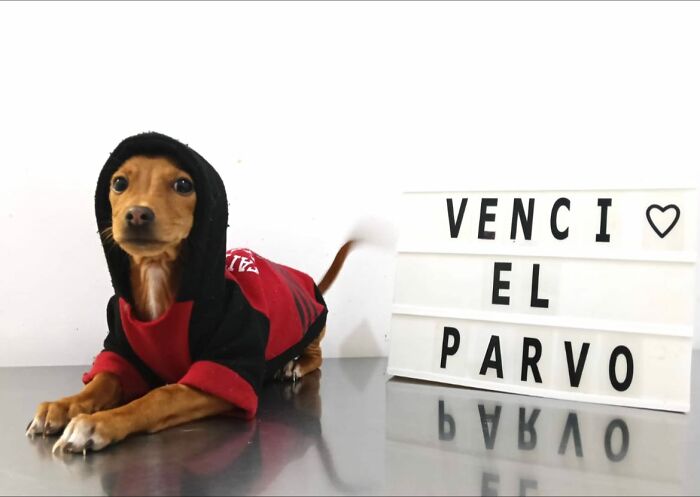 A Closer Look At Canine Parvovirus: 50 Puppies Who Made It Through At Delka Hospital Veterinario