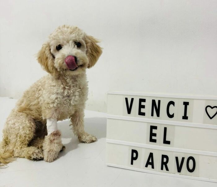 A Closer Look At Canine Parvovirus: 50 Puppies Who Made It Through At Delka Hospital Veterinario
