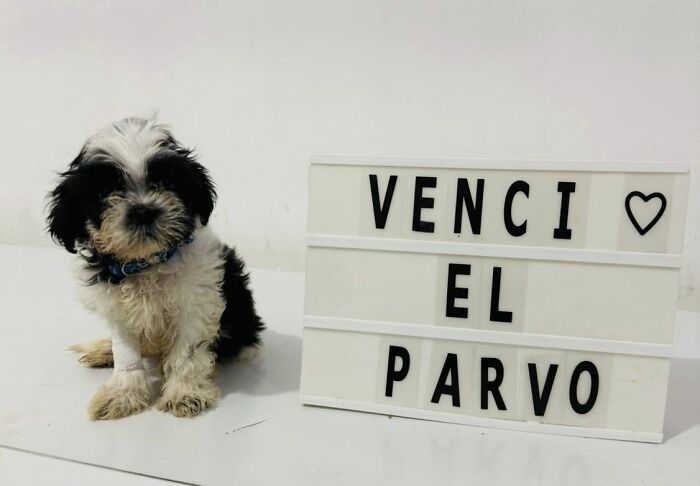 A Closer Look At Canine Parvovirus: 50 Puppies Who Made It Through At Delka Hospital Veterinario