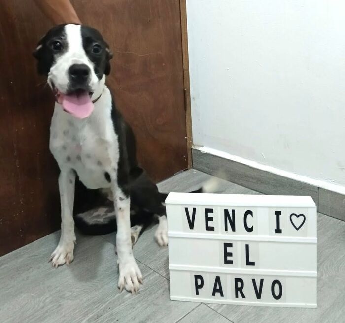 A Closer Look At Canine Parvovirus: 50 Puppies Who Made It Through At Delka Hospital Veterinario