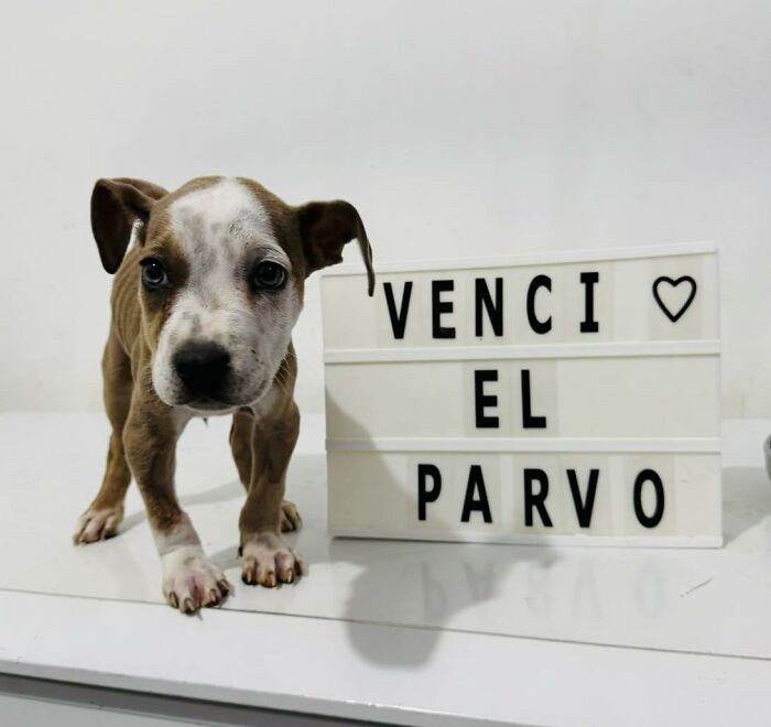 A Closer Look At Canine Parvovirus: 50 Puppies Who Made It Through At Delka Hospital Veterinario