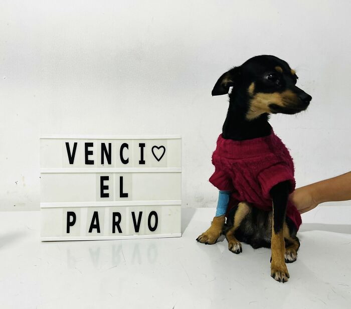 A Closer Look At Canine Parvovirus: 50 Puppies Who Made It Through At Delka Hospital Veterinario