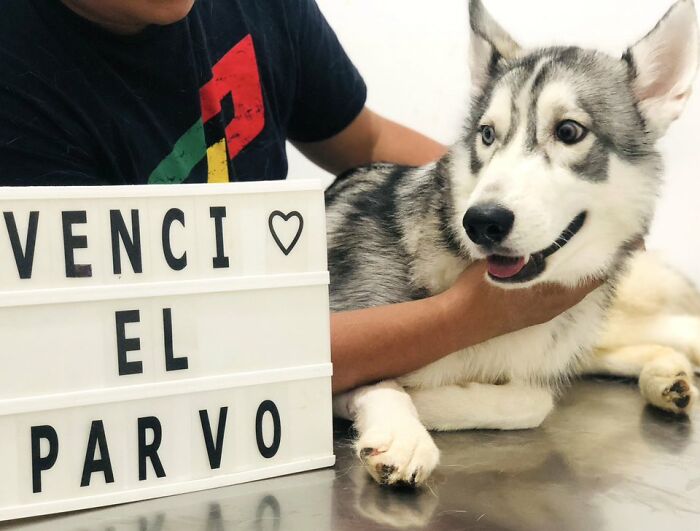 A Closer Look At Canine Parvovirus: 50 Puppies Who Made It Through At Delka Hospital Veterinario