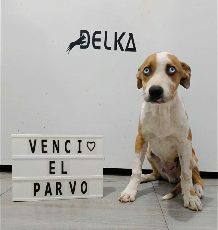 A Closer Look At Canine Parvovirus: 50 Puppies Who Made It Through At Delka Hospital Veterinario