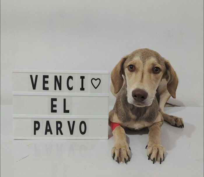 A Closer Look At Canine Parvovirus: 50 Puppies Who Made It Through At Delka Hospital Veterinario