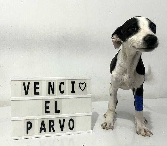 A Closer Look At Canine Parvovirus: 50 Puppies Who Made It Through At Delka Hospital Veterinario