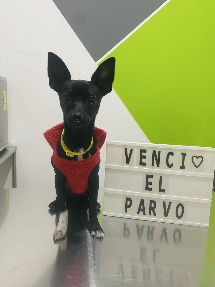 A Closer Look At Canine Parvovirus: 50 Puppies Who Made It Through At Delka Hospital Veterinario