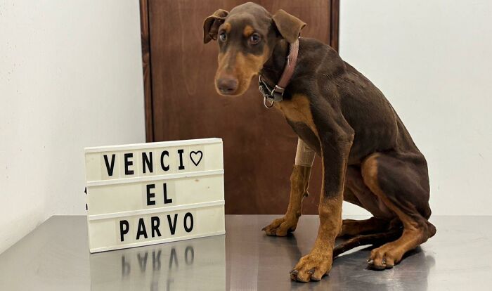 A Closer Look At Canine Parvovirus: 50 Puppies Who Made It Through At Delka Hospital Veterinario