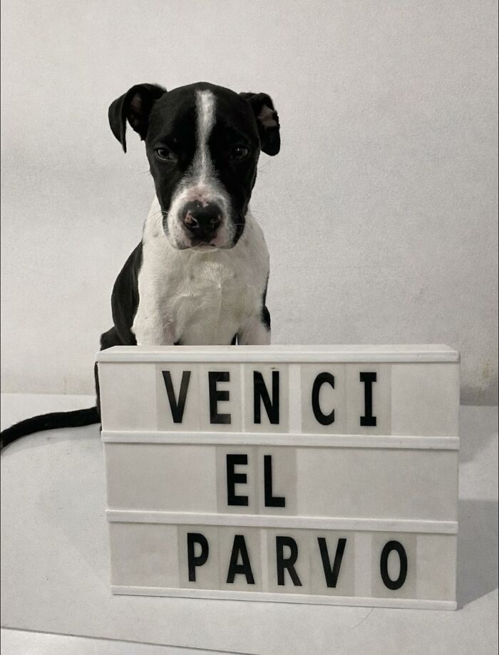 A Closer Look At Canine Parvovirus: 50 Puppies Who Made It Through At Delka Hospital Veterinario