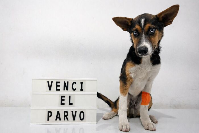 A Closer Look At Canine Parvovirus: 50 Puppies Who Made It Through At Delka Hospital Veterinario
