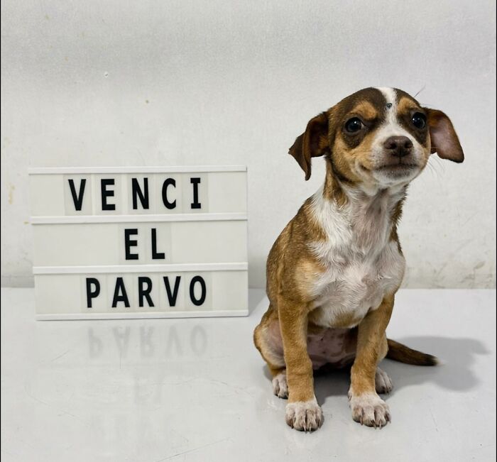 A Closer Look At Canine Parvovirus: 50 Puppies Who Made It Through At Delka Hospital Veterinario