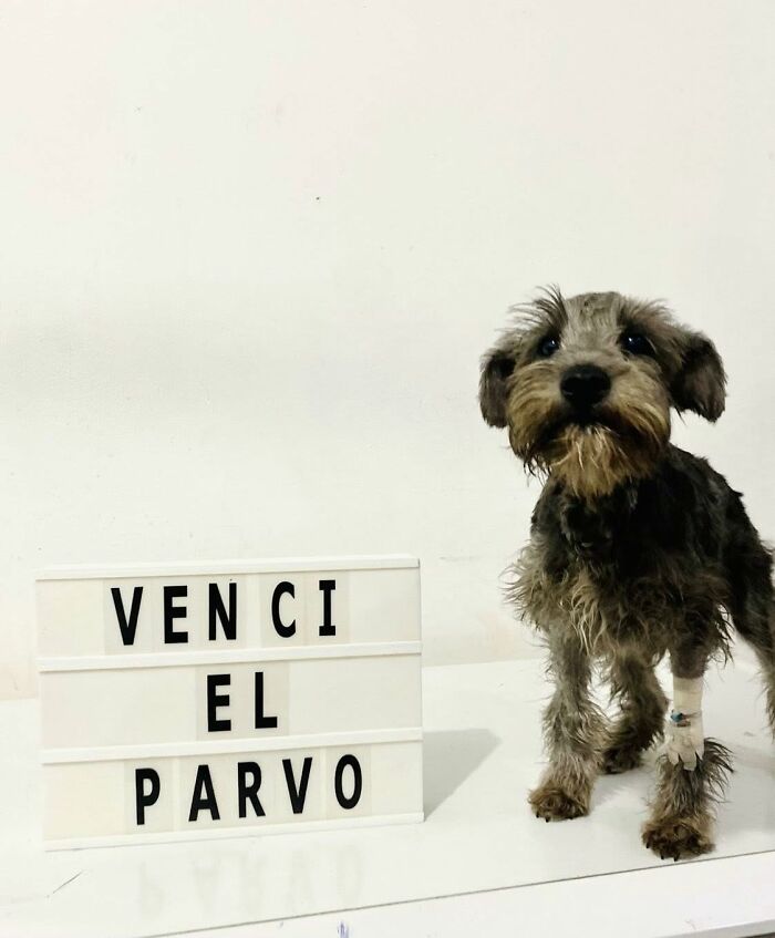 A Closer Look At Canine Parvovirus: 50 Puppies Who Made It Through At Delka Hospital Veterinario