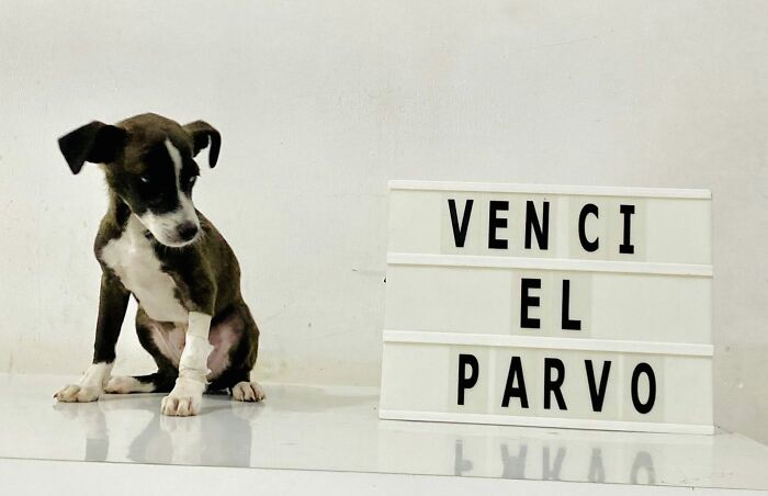 A Closer Look At Canine Parvovirus: 50 Puppies Who Made It Through At Delka Hospital Veterinario