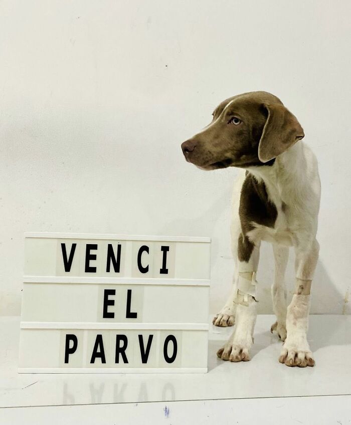 A Closer Look At Canine Parvovirus: 50 Puppies Who Made It Through At Delka Hospital Veterinario