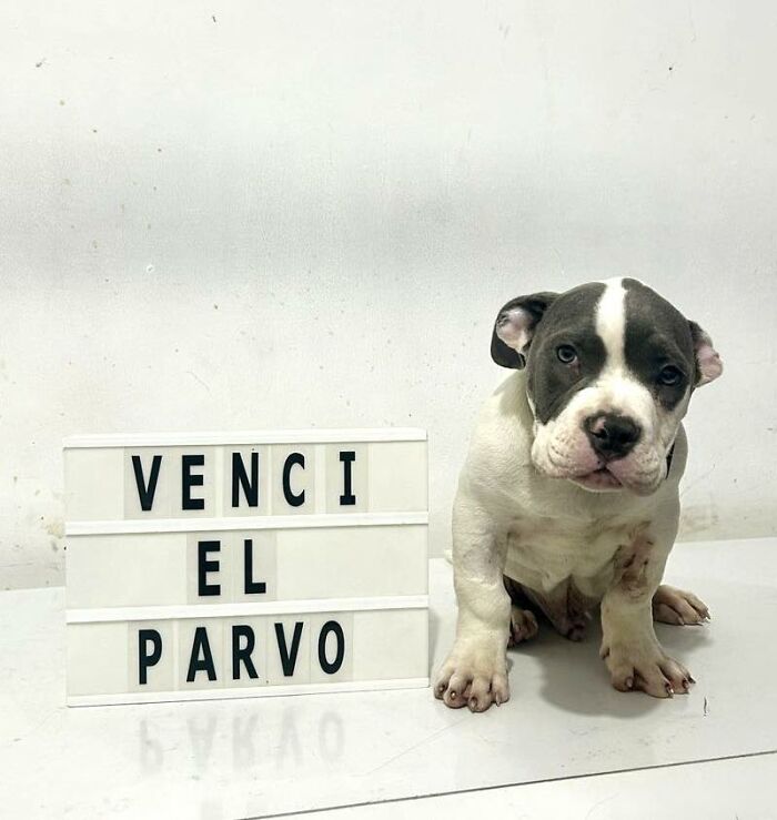 A Closer Look At Canine Parvovirus: 50 Puppies Who Made It Through At Delka Hospital Veterinario