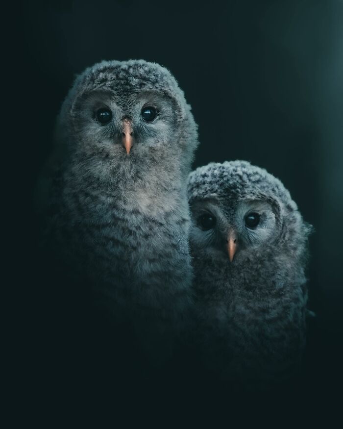 This Swedish Photographer Captures Birds And Wildlife In Strikingly Dark And Dramatic Images (51 Pics)