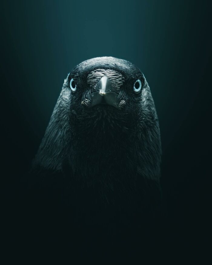 This Swedish Photographer Captures Birds And Wildlife In Strikingly Dark And Dramatic Images (51 Pics)