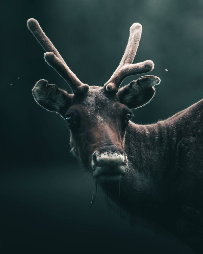 This Swedish Photographer Captures Birds And Wildlife In Strikingly Dark And Dramatic Images (51 Pics)