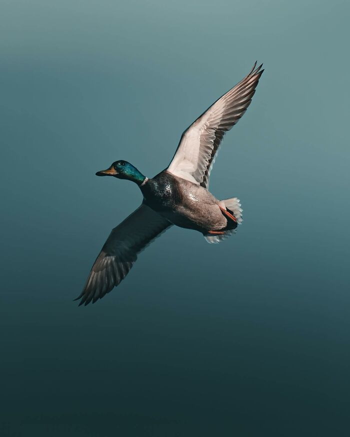 This Swedish Photographer Captures Birds And Wildlife In Strikingly Dark And Dramatic Images (51 Pics)