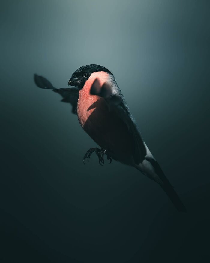 This Swedish Photographer Captures Birds And Wildlife In Strikingly Dark And Dramatic Images (51 Pics)