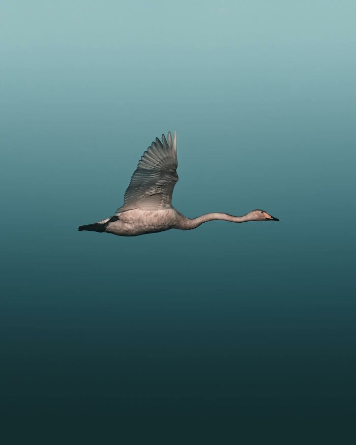 This Swedish Photographer Captures Birds And Wildlife In Strikingly Dark And Dramatic Images (51 Pics)