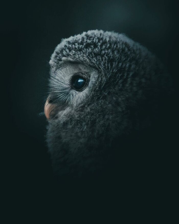 This Swedish Photographer Captures Birds And Wildlife In Strikingly Dark And Dramatic Images (51 Pics)
