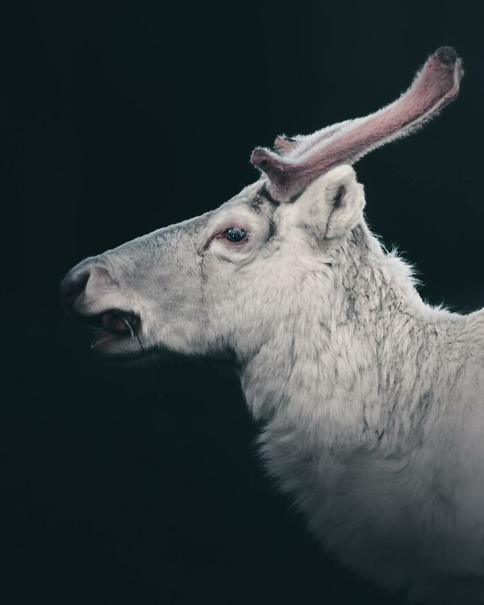 This Swedish Photographer Captures Birds And Wildlife In Strikingly Dark And Dramatic Images (51 Pics)