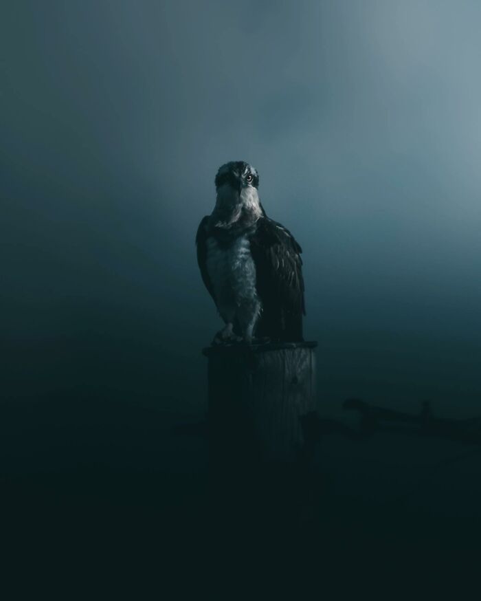 This Swedish Photographer Captures Birds And Wildlife In Strikingly Dark And Dramatic Images (51 Pics)