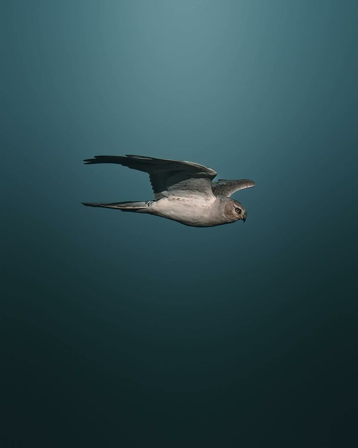 This Swedish Photographer Captures Birds And Wildlife In Strikingly Dark And Dramatic Images (51 Pics)