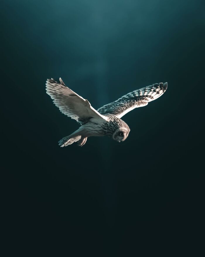 This Swedish Photographer Captures Birds And Wildlife In Strikingly Dark And Dramatic Images (51 Pics)