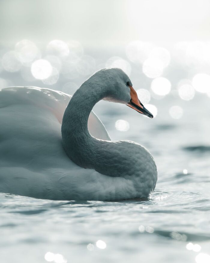 This Swedish Photographer Captures Birds And Wildlife In Strikingly Dark And Dramatic Images (51 Pics)