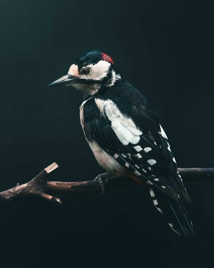 This Swedish Photographer Captures Birds And Wildlife In Strikingly Dark And Dramatic Images (51 Pics)