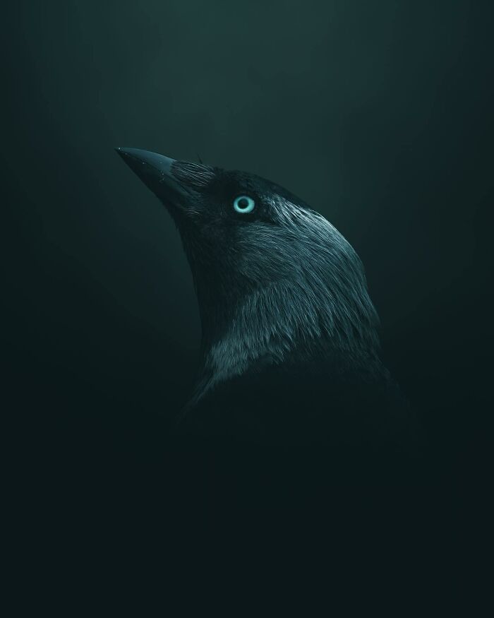 This Swedish Photographer Captures Birds And Wildlife In Strikingly Dark And Dramatic Images (51 Pics)