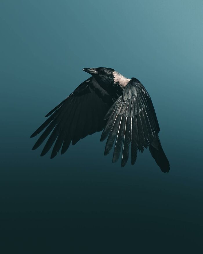 This Swedish Photographer Captures Birds And Wildlife In Strikingly Dark And Dramatic Images (51 Pics)