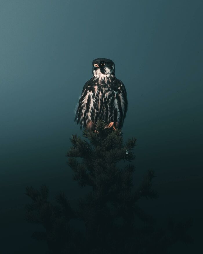 This Swedish Photographer Captures Birds And Wildlife In Strikingly Dark And Dramatic Images (51 Pics)
