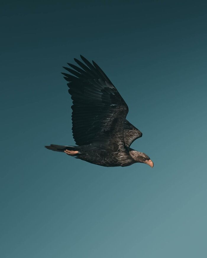 This Swedish Photographer Captures Birds And Wildlife In Strikingly Dark And Dramatic Images (51 Pics)