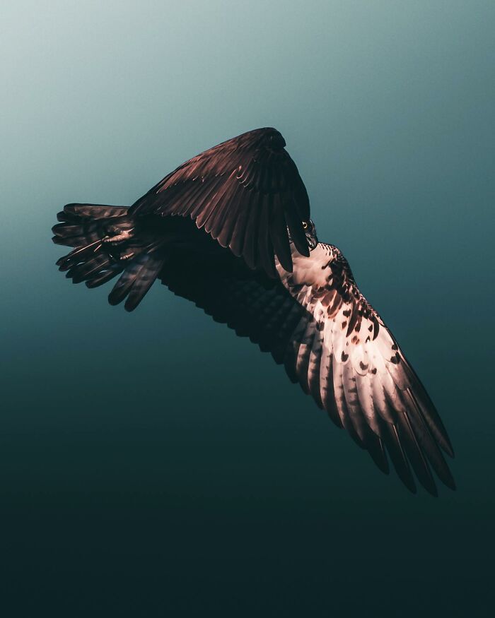 This Swedish Photographer Captures Birds And Wildlife In Strikingly Dark And Dramatic Images (51 Pics)