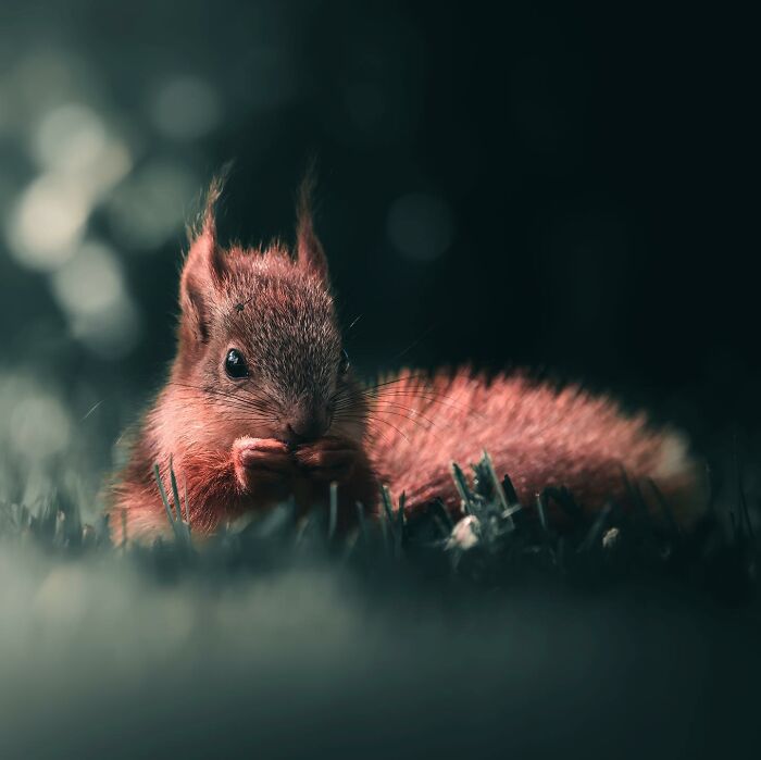 This Swedish Photographer Captures Birds And Wildlife In Strikingly Dark And Dramatic Images (51 Pics)