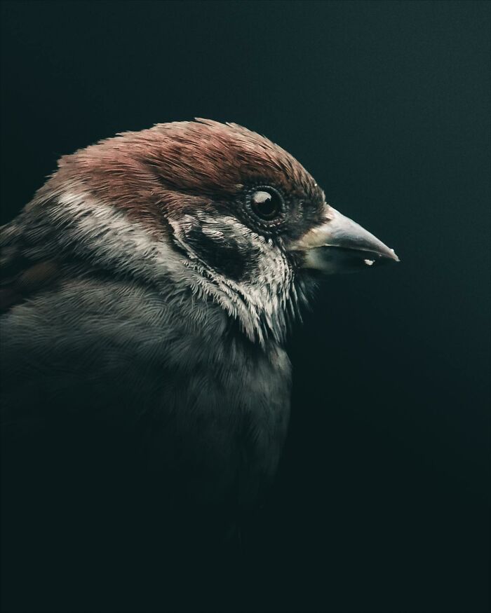 This Swedish Photographer Captures Birds And Wildlife In Strikingly Dark And Dramatic Images (51 Pics)