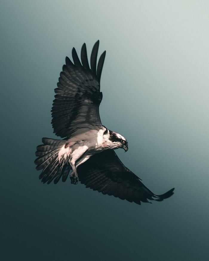 This Swedish Photographer Captures Birds And Wildlife In Strikingly Dark And Dramatic Images (51 Pics)