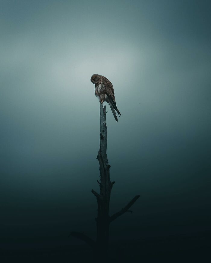 This Swedish Photographer Captures Birds And Wildlife In Strikingly Dark And Dramatic Images (51 Pics)