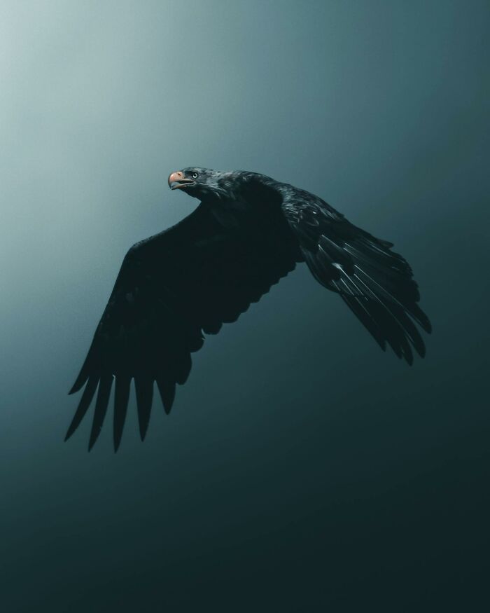 This Swedish Photographer Captures Birds And Wildlife In Strikingly Dark And Dramatic Images (51 Pics)