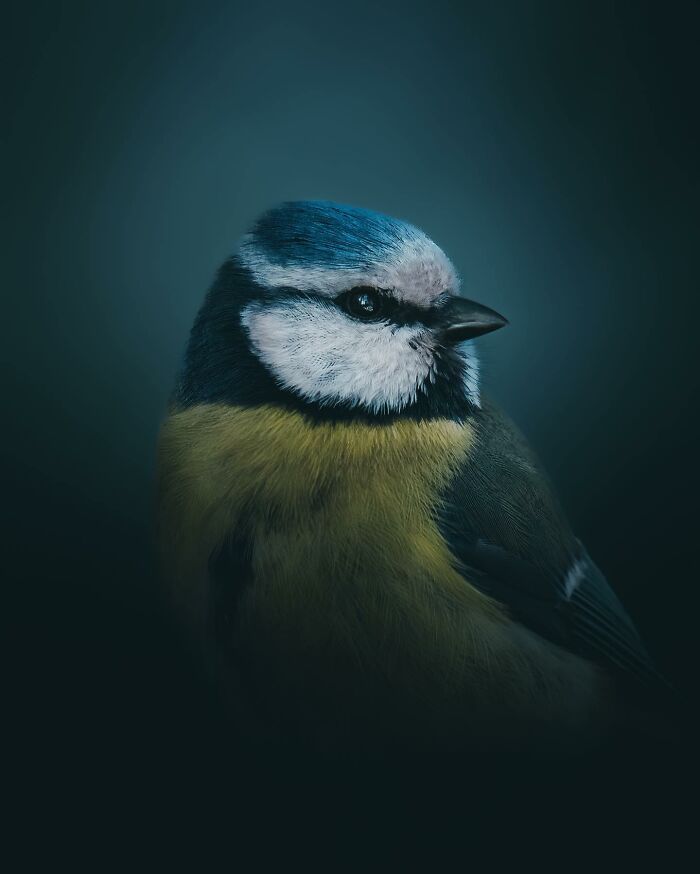 This Swedish Photographer Captures Birds And Wildlife In Strikingly Dark And Dramatic Images (51 Pics)