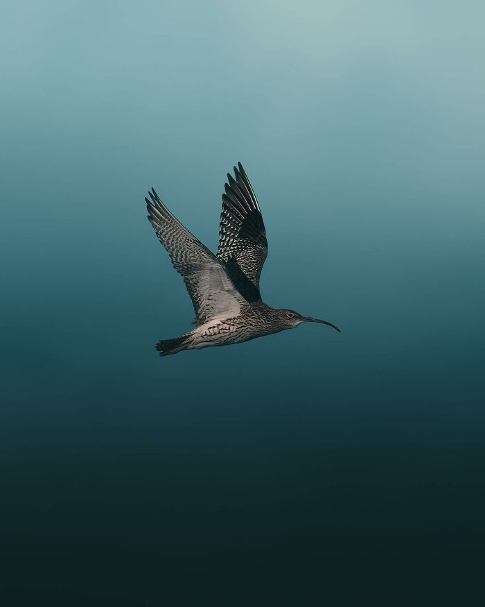 This Swedish Photographer Captures Birds And Wildlife In Strikingly Dark And Dramatic Images (51 Pics)