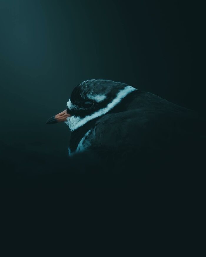 This Swedish Photographer Captures Birds And Wildlife In Strikingly Dark And Dramatic Images (51 Pics)