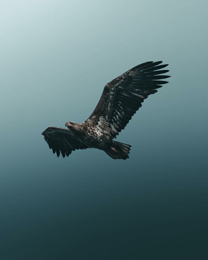 This Swedish Photographer Captures Birds And Wildlife In Strikingly Dark And Dramatic Images (51 Pics)