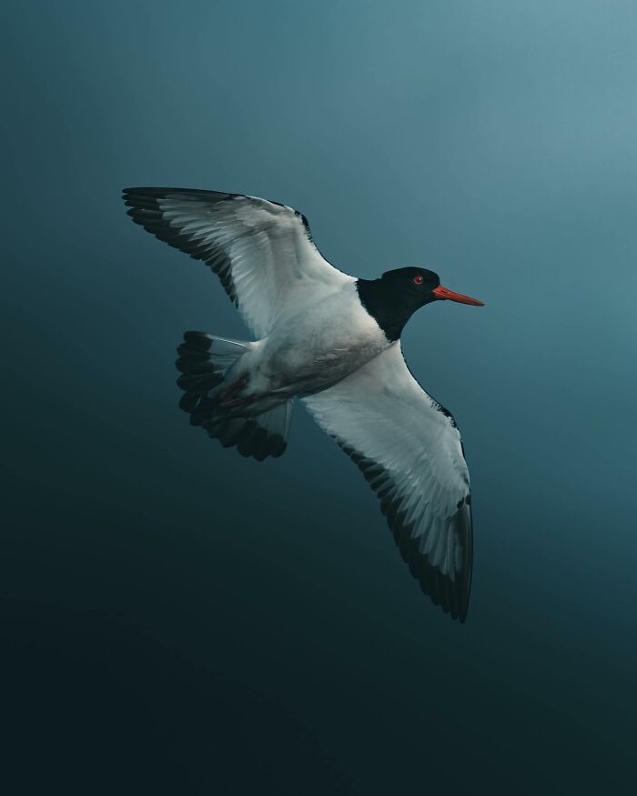 This Swedish Photographer Captures Birds And Wildlife In Strikingly Dark And Dramatic Images (51 Pics)