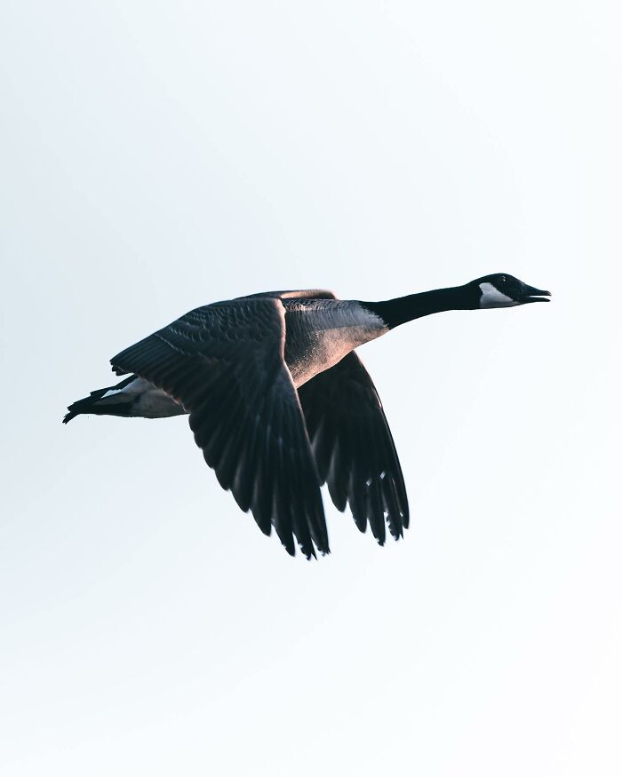 This Swedish Photographer Captures Birds And Wildlife In Strikingly Dark And Dramatic Images (51 Pics)