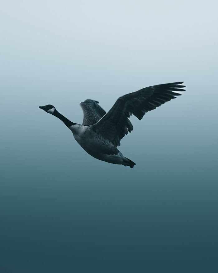 This Swedish Photographer Captures Birds And Wildlife In Strikingly Dark And Dramatic Images (51 Pics)