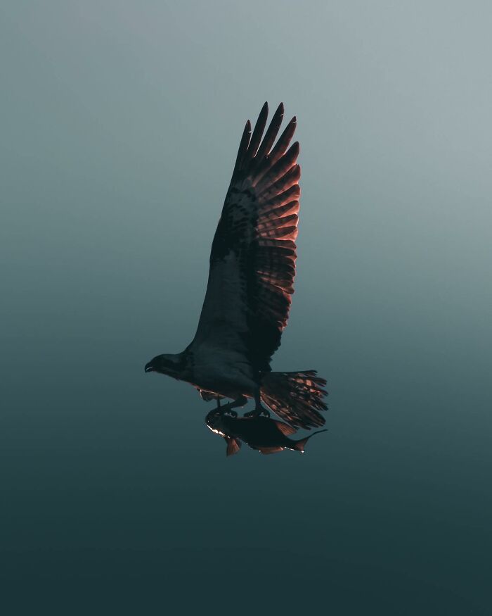 This Swedish Photographer Captures Birds And Wildlife In Strikingly Dark And Dramatic Images (51 Pics)